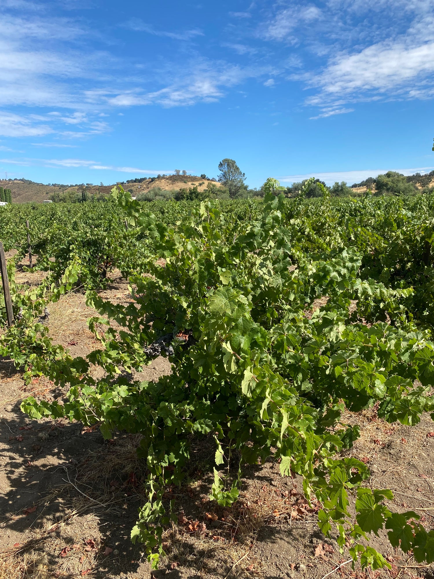 Wirz Vineyard