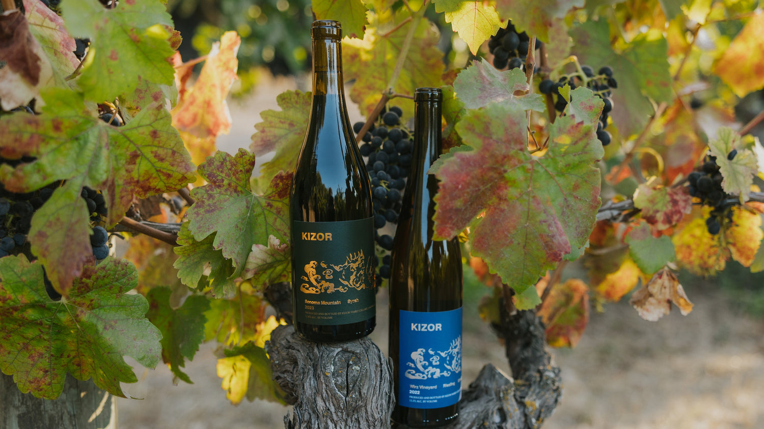 Two wine bottles hanging from a vine with leaves and grapes in the background